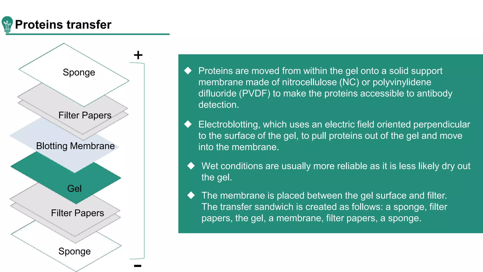 Proteins transfer
Sponge
Filter Papers
Blotting Membrane
Gel
Filter Papers
Sponge
+
 Electroblotting, which uses an electric field oriented perpendicular
to the surface of the gel, to pull proteins out of the gel and move
into the membrane.
 The membrane is placed between the gel surface and filter.
The transfer sandwich is created as follows: a sponge, filter
papers, the gel, a membrane, filter papers, a sponge.
 Proteins are moved from within the gel onto a solid support
membrane made of nitrocellulose (NC) or polyvinylidene
difluoride (PVDF) to make the proteins accessible to antibody
detection.
 Wet conditions are usually more reliable as it is less likely dry out
the gel.
 