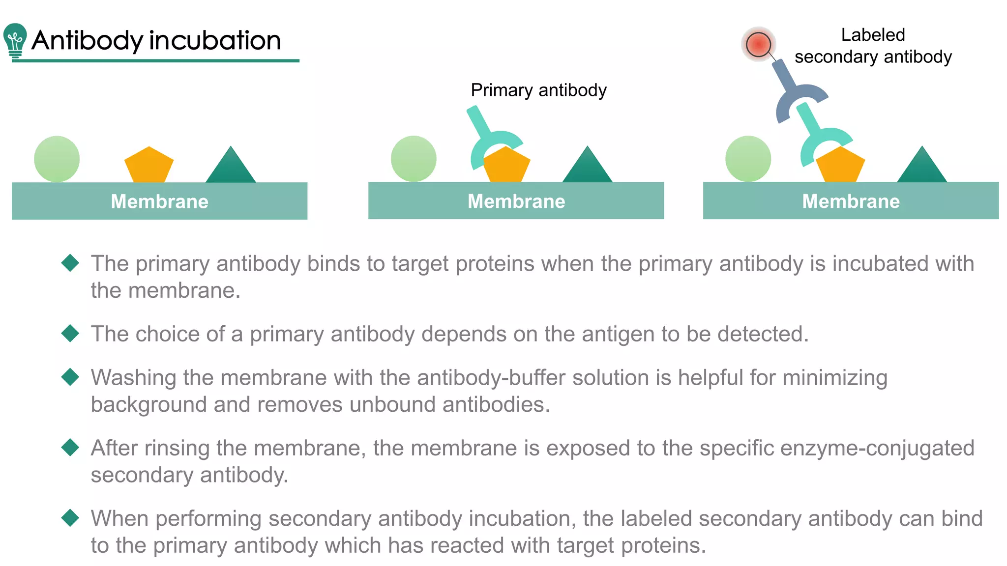 Antibody incubation
Membrane Membrane
Primary antibody
Membrane
Labeled
secondary antibody
 The primary antibody binds to target proteins when the primary antibody is incubated with
the membrane.
 The choice of a primary antibody depends on the antigen to be detected.
 Washing the membrane with the antibody-buffer solution is helpful for minimizing
background and removes unbound antibodies.
 After rinsing the membrane, the membrane is exposed to the specific enzyme-conjugated
secondary antibody.
 When performing secondary antibody incubation, the labeled secondary antibody can bind
to the primary antibody which has reacted with target proteins.
 