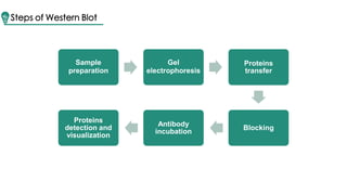 Wb Process Brief introduction of Western blot | PPTX