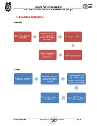 Instituto Politécnico Nacional
                Unidad Profesional Interdisciplinaria de Biotecnología


    3. DESARROLLO EXPERIMENTAL

Salting In




                                  Incubamos 10 min la
  Se realizó extracción             muestra hasta la
                                                                           Centrifugamos 10 min
       de sangre                 aparición del coágulo,
                                      este se retiró




                                 Agitar granitos de sal
                                                                              Recuperamos
                                    hasta observar
                                                                           sobrenadante (suero)
                                     precipitación




Diálisis

                                                                                cada dos horas se tenia
                                     Estas bolsas se dejaron
                                                                                 que cambiar el agua
  Las muestras se colocaron           sumergidas en agua
                                                                               destilada con cuidado de
    en bolsitas de dialisis          destilada con agitacion
                                                                               no dejar las muestras por
                                            constante
                                                                                mucho tiempo sin agua




                                                                                     Despues de
                                   Recuperar las muestras en
                                                                              aproximadamente 8 horas,
                                       tubos Eppendorf
                                                                                 se detuvo el proceso




Práctica Western Blot             Laboratorio de Biotecnología Molecular                    Pág.11
 