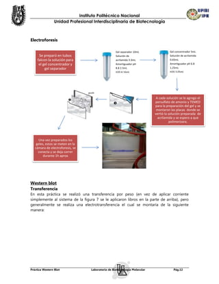 Instituto Politécnico Nacional
                Unidad Profesional Interdisciplinaria de Biotecnología



Electroforesis

                                                   Gel separador 10mL                Gel concentrador 5mL
      Se preparó en tubos                          Solución de                       Solución de acrilamida
     falcon la solución para                       acrilamida 3.3mL                  0.65mL
      el gel concentrador y                        Amortiguador pH                   Amortiguador pH 6.8
          gel separador                            8.8 2.5mL                         1.25mL
                                                   H20 4.16mL                        H20 3.05mL




                                                                            A cada solución se le agrego el
                                                                           persulfato de amonio y TEMED
                                                                           para la preparación del gel y se
                                                                            montaron las placas donde se
                                                                           vertió la solución preparada de
                                                                             acrilamida y se espero a que
                                                                                      polimerizara.




      Una vez preparados los
    geles, estos se meten en la
   cámara de electroforesis, se
     conecta y se deja correr
         durante 1h aprox




Western blot
Transferencia
En esta práctica se realizó una transferencia por peso (en vez de aplicar corriente
simplemente al sistema de la figura 7 se le aplicaron libros en la parte de arriba), pero
generalmente se realiza una electrotransferencia el cual se montaría de la siguiente
manera:




Práctica Western Blot             Laboratorio de Biotecnología Molecular                Pág.12
 