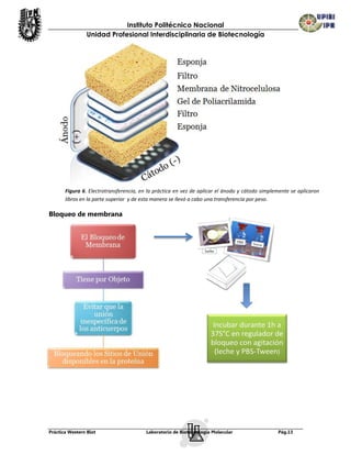 Instituto Politécnico Nacional
                Unidad Profesional Interdisciplinaria de Biotecnología




       Figura 6. Electrotransferencia, en la práctica en vez de aplicar el ánodo y cátodo simplemente se aplicaron
       libros en la parte superior y de esta manera se llevó a cabo una transferencia por peso.

Bloqueo de membrana




Práctica Western Blot                    Laboratorio de Biotecnología Molecular                 Pág.13
 