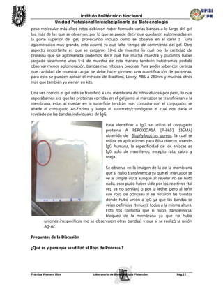 Instituto Politécnico Nacional
                Unidad Profesional Interdisciplinaria de Biotecnología
peso molecular más altos estos debieron haber formado varias bandas a lo largo del gel
las, más de las que se observan, por lo que se puede decir que quedaron aglomeradas en
la parte superior del gel, provocando incluso como se observa en el carril 5 una
aglomeración muy grande, esto ocurrió ya que falto tiempo de corrimiento del gel. Otro
aspecto importante es que se cargaron 10чL de muestra lo cual por la cantidad de
proteína que se aglomerada podemos decir que fue mucha muestra y pudimos haber
cargado solamente unos 5чL de muestra de esta manera también hubiéramos podido
observar menos aglomeración, bandas más nítidas y precisas. Para poder saber con certeza
que cantidad de muestra cargar se debe hacer primero una cuantificación de proteínas,
para esto se pueden aplicar el método de Bradford, Lowry, ABS a 280nm y muchos otros
más que también ya vienen en kits.

Una vez corrido el gel este se transfirió a una membrana de nitrocelulosa por peso, lo que
esperábamos era que las proteínas corridas en el gel junto al marcador se transfirieran a la
membrana, estas al quedar en la superficie tendrán más contacto con el conjugado, se
añade el conjugado Ac-Enzima y luego el substrato/cromógeno el cual nos daría el
revelado de las bandas individuales de IgG.

                                            Para identificar a IgG se utilizó el conjugado
                                            proteína A PEROXIDASA [P-8651 SIGMA]
                                            obtenida de Staphylococcus aureus, la cual se
                                            utiliza en aplicaciones para Elisa directo, usando
                                            IgG humana, la especificidad de los enlaces es
                                            IgG solo de mamíferos, excepto rata, cabra y
                                            oveja.

                                           Se observa en la imagen de la de la membrana
                                           que si hubo transferencia ya que el marcador se
                                           ve a simple vista aunque al revelar no se notó
                                           nada, esto pudo haber sido por los reactivos (tal
                                           vez ya no servían) o por la leche, pero al teñir
                                           con rojo de ponceau si se notaron las bandas
                                           donde hubo unión a IgG ya que las bandas se
                                           veían definidas (tenues), todas a la misma altura.
                                           Esto nos confirma que si hubo transferencia,
                                           bloqueo de la membrana ya que no hubo
         uniones inespecíficas (no se observaron otras bandas) y que si se realizó la unión
         Ag-Ac.

Preguntas de la Discusión

¿Qué es y para que se utilizó el Rojo de Ponceau?




Práctica Western Blot               Laboratorio de Biotecnología Molecular           Pág.15
 