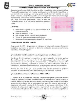 Instituto Politécnico Nacional
                Unidad Profesional Interdisciplinaria de Biotecnología
Conocido también como Ácido Carmínico, se utiliza mezclado con ácido acético (0.1% Rojo
Ponceau, 5% ácido acético) para visualizar proteínas sobre membranas de nitrocelulosa. Es
un colorante muy usado, ya que luego puede decolorarse con facilidad con ácido
acético y metanol, y las proteínas pueden ser visualizas posteriormente con un anticuerpo
(Western blot). Aunque tiene menor sensibilidad de detección
que otros colorantes permanentes como el Azul de
Comassie o la plata, es un método que permite una detección
rápida.

Desventajas

        Débil unión al soporte, de baja sensibilidad total de la
         banda de proteínas
        Límite de detección: 250ng
        Bajo contrate, bandas rojas difíciles de fotografiar
        Tiempo de tinción aproximadamente 5 minutos
        Las bandas tienden a desaparecer después de unas horas.

¿Cómo reacciona el 4-cloro, 1-naftol?

En presencia de HRP y de peróxido de hidrógeno el cloronaftol reacciona forman un
precipitado azul-negro. La reacción es fácilmente controlable, aunque es relativamente
insensible y difícil de fotografiar.


¿Por qué utlizar membranas de nitrocelulosa y cual es el tamaño del poro?

Membrana de nitrocelulosa pura contiene la mayor capacidad de enlace posible.
Compatibles con diversos procedimientos de detección, como procedimientos isotópicos y
colorimétricos o quimioluminiscentes o fluorescencia. La membrana no requiere estar
impregnada con metanol y por lo tanto es selectiva para proteínas hidrófilas. Antes de la
transferencia, la membrana se humedece con agua y luego con el buffer de transferencia.

Tamaño de poro de 0,2 μm que garantiza una elevada retención de proteínas
pequeñas de peso inferior a 20 kD, reduciendo el paso de la muestra sin enlace.

¿Por qué utilizamos Proteína-A Peroxidasa P-8651 SIGMA?

La proteína A es un polipéptido de 42000 Daltons constituyente habitual de la pared
celular de Staphilococcus aureus. Se ha estudiado con gran detalle la interacción entre la
proteína A y los anticuerpos: la proteína A tiene cuatro potenciales lugares de unión a los
anticuerpos, sin embargo sólo se puede usar uno a la vez. Sin embargo la proteína A es
claramente bifuncional permitiendo la formación de complejos multiméricos. En las
moléculas de anticuerpo la región de unión a la proteína A se encuentra en las regiones
constantes segunda y tercera de la cadena pesada. Por ello, cualquier anticuerpo tiene al




Práctica Western Blot              Laboratorio de Biotecnología Molecular         Pág.16
 