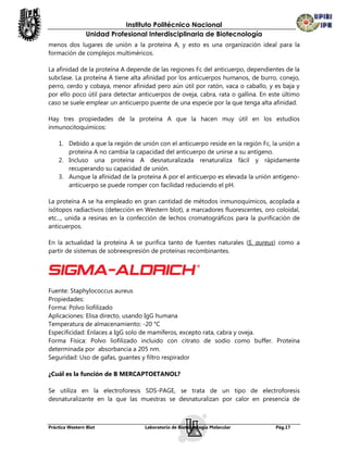 Instituto Politécnico Nacional
                Unidad Profesional Interdisciplinaria de Biotecnología
menos dos lugares de unión a la proteína A, y esto es una organización ideal para la
formación de complejos multiméricos.

La afinidad de la proteína A depende de las regiones Fc del anticuerpo, dependientes de la
subclase. La proteína A tiene alta afinidad por los anticuerpos humanos, de burro, conejo,
perro, cerdo y cobaya, menor afinidad pero aún útil por ratón, vaca o caballo, y es baja y
por ello poco útil para detectar anticuerpos de oveja, cabra, rata o gallina. En este último
caso se suele emplear un anticuerpo puente de una especie por la que tenga alta afinidad.

Hay tres propiedades de la proteína A que la hacen muy útil en los estudios
inmunocitoquímicos:

    1. Debido a que la región de unión con el anticuerpo reside en la región Fc, la unión a
       proteína A no cambia la capacidad del anticuerpo de unirse a su antígeno.
    2. Incluso una proteína A desnaturalizada renaturaliza fácil y rápidamente
       recuperando su capacidad de unión.
    3. Aunque la afinidad de la proteína A por el anticuerpo es elevada la unión antígeno-
       anticuerpo se puede romper con facilidad reduciendo el pH.

La proteína A se ha empleado en gran cantidad de métodos inmunoquímicos, acoplada a
isótopos radiactivos (detección en Western blot), a marcadores fluorescentes, oro coloidal,
etc..., unida a resinas en la confección de lechos cromatográficos para la purificación de
anticuerpos.

En la actualidad la proteína A se purifica tanto de fuentes naturales (S. aureus) como a
partir de sistemas de sobreexpresión de proteínas recombinantes.




Fuente: Staphylococcus aureus
Propiedades:
Forma: Polvo liofilizado
Aplicaciones: Elisa directo, usando IgG humana
Temperatura de almacenamiento: -20 °C
Especificidad: Enlaces a IgG solo de mamíferos, excepto rata, cabra y oveja.
Forma Física: Polvo liofilizado incluido con citrato de sodio como buffer. Proteína
determinada por absorbancia a 205 nm.
Seguridad: Uso de gafas, guantes y filtro respirador

¿Cuál es la función de B MERCAPTOETANOL?

Se utiliza en la electroforesis SDS-PAGE, se trata de un tipo de electroforesis
desnaturalizante en la que las muestras se desnaturalizan por calor en presencia de



Práctica Western Blot              Laboratorio de Biotecnología Molecular          Pág.17
 