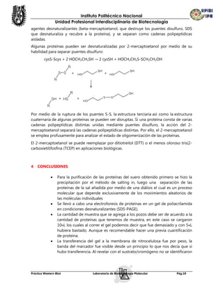 Instituto Politécnico Nacional
                 Unidad Profesional Interdisciplinaria de Biotecnología
agentes desnaturalizantes (beta-mercaptoetanol, que destruye los puentes disulfuro, SDS
que desnaturaliza y recubre a la proteína), y se separan como cadenas polipeptídicas
aisladas.
Algunas proteínas pueden ser desnaturalizadas por 2-mercaptoetanol por medio de su
habilidad para separar puentes disulfuro:
         cysS-Scys + 2 HOCH2CH2SH → 2 cysSH + HOCH2CH2S-SCH2CH2OH




Por medio de la ruptura de los puentes S-S, la estructura terciaria así como la estructura
cuaternaria de algunas proteínas se pueden ver disruptas. Si una proteína consta de varias
cadenas polipeptídicas distintas unidas mediante puentes disulfuro, la acción del 2-
mercaptoetanol separará las cadenas polipeptídicas distintas. Por ello, el 2-mercaptoetanol
se emplea profusamente para analizar el estado de oligomerización de las proteínas.
El 2-mercaptoetanol se puede reemplazar por ditiotreitol (DTT) o el menos oloroso tris(2-
carboxietil)fosfina (TCEP) en aplicaciones biológicas.



4   CONCLUSIONES

                 Para la purificación de las proteínas del suero obtenido primero se hizo la
                  precipitación por el método de salting in, luego una separación de las
                  proteínas de la sal añadida por medio de una diálisis el cual es un proceso
                  molecular que depende exclusivamente de los movimientos aleatorios de
                  las moléculas individuales
                 Se llevó a cabo una electroforesis de proteínas en un gel de poliacrilamida
                  en condiciones desnaturalizantes (SDS-PAGE).
                 La cantidad de muestra que se agrega a los pozos debe ser de acuerdo a la
                  cantidad de proteínas que tenemos de muestra, en este caso se cargaron
                  10чL los cuales al correr el gel podemos decir que fue demasiado y con 5чL
                  hubiera bastado. Aunque es recomendable hacer una previa cuantificación
                  de proteína.
                 La transferencia del gel a la membrana de nitrocelulosa fue por peso, la
                  banda del marcador fue visible desde un principio lo que nos decía que si
                  hubo transferencia. Al revelar con el sustrato/cromógeno no se identificaron




Práctica Western Blot                 Laboratorio de Biotecnología Molecular         Pág.18
 