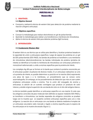 Instituto Politécnico Nacional
                Unidad Profesional Interdisciplinaria de Biotecnología
                                     PRÁCTICA NO. 11
                                        Western Blot
    1. OBJETIVOS:
    1.1 Objetivo General
   Conocerá y realizará la técnica de western blot para detección de proteína mediante la
    reacción antígeno-anticuerpo.

    1.2 Objetivos específicos

   Conocer la metodología para realizar electroforesis en gel de poliacrilamida.
   Aprender la metodología para realizar una transferencia a membrana de nitrocelulosa.
   Aplicar la técnica de western blot para detectar proteínas (IgG humana).

    2. INTRODUCCIÓN

    2.1 Fundamento Western Blot

El western blot es una técnica que se utiliza para identificar y localizar proteínas basada en
la capacidad de unión a anticuerpos específicos. Luego de separar las proteínas en un gel
de SDS-poliacrilamida (SDS-PAGE), las bandas de proteínas se transfieren a una membrana
de nitrocelulosa (electrotransferencia), las bandas individuales de proteína (proteína de
interés) se identifican al inundar la membrana de nitrocelulosa con anticuerpo policlonal o
monoclonal radiomarcado o unido a enzimas específicas para la proteína de interés.

Los complejos Ag-AB que se forman en la banda que contiene la proteína reconocida por
el anticuerpo pueden visualizarse de diversos modos. Si un anticuerpo radioactivo se unió
a la proteína de interés, es posible determinar su posición en la mancha (blot) exponiendo
una placa de rayos x a la membrana, un procedimiento que se conoce como
autorradiografía. Sin embargo, en los procedimientos de detección que más se usan suelen
emplearse anticuerpos unidos a enzima. Tras la unión del conjugado de enzima y
anticuerpo, la adición de un sustrato cromógeno que produce un producto de color
intenso y soluble origina la aparición de una banda de color en el sitio del antígeno blanco.

La técnica también puede identificar un anticuerpo específico en una mezcla. En este caso
los antígenos conocidos de peso molecular bien definido se separan mediante SDS-PAGE y
se transfieren a nitrocelulosa. Las bandas separadas de antígenos conocidos se prueban
luego con la muestra que se sospecha contiene anticuerpo específico para uno o más
antígenos. La reacción de un anticuerpo con una banda se detecta mediante el empleo de
un anticuerpo secundario radio marcado o ligado a enzima específica para la especia de
los anticuerpos en la muestra de estudio (figura 1.).



Práctica Western Blot               Laboratorio de Biotecnología Molecular           Pág.2
 