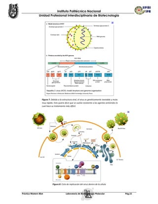 Instituto Politécnico Nacional
                Unidad Profesional Interdisciplinaria de Biotecnología




                   Figura 7. Debido a la estructura viral, el virus es genéticamente inestable y muta
                   muy rápido. Esto quiere decir que se vuelve resistente a los agentes antivirales lo
                   cual hace su tratamiento más difícil.




                              Figura 8. Ciclo de replicación del virus dentro de la célula



Práctica Western Blot                        Laboratorio de Biotecnología Molecular                      Pág.22
 