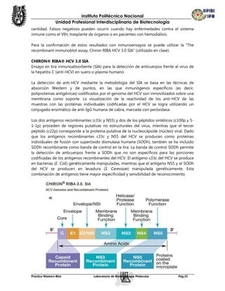 Instituto Politécnico Nacional
                 Unidad Profesional Interdisciplinaria de Biotecnología
cantidad. Falsos negativos pueden ocurrir cuando hay enfermedades contra el sistema
inmune como el VIH, trasplante de órganos o en pacientes con hemodiálisis.

Para la confirmación de estos resultados con inmunoensayos se puede utilizar la “The
recombinant immunoblot assay, Chiron RIBA HCV 3.0 SIA” (utilizado en clase).

CHIRON® RIBA® HCV 3.0 SIA
Ensayo en tira inmunoabsorbente (SIA) para la detección de anticuerpos frente al virus de
la hepatitis C (anti-HCV) en suero o plasma humano.

La detección de anti-HCV mediante la metodología del SIA se basa en las técnicas de
absorción Western y de puntos, en las que inmunógenos específicos (es decir,
poliproteínas antigénicas) codificados por el genoma del HCV son inmovilizados sobre una
membrana como soporte. La visualización de la reactividad de los anti-HCV de las
muestras con las proteínas individuales codificadas por el HCV se logra utilizando un
conjugado enzimático de anti-IgG humana de cabra, marcada con peróxidasa.

Los dos antígenos recombinantes (c33c y NS5) y dos de los péptidos sintéticos (c100p y 5-
1-1p) proceden de regiones putativas no estructurales del virus, mientras que el tercer
péptido (c22p) corresponde a la proteína putativa de la nucleocápside (núcleo) viral. Dado
que los antígenos recombinantes c33c y NS5 del HCV se producen como proteínas
individuales de fusión con superóxido dismutasa humana (SODh), también se ha incluido
SODh recombinante como banda de control en la tira. La banda de control SODh permite
la detección de anticuerpos frente a SODh que no son específicos para las porciones
codificadas de los antígenos recombinantes del HCV. El antígeno c33c del HCV se produce
en bacterias (E. Coli) genéticamente manipuladas, mientras que el antígeno NS5 y el SODh
del HCV se producen en levadura (S. Cerevisae) manipulada genéticamente. Esta
combinación de antígenos tiene mayor especificidad y sensibilidad de reconocimiento.




            A)




Práctica Western Blot              Laboratorio de Biotecnología Molecular        Pág.25
 