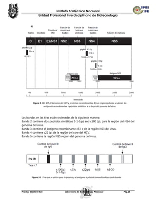 Instituto Politécnico Nacional
                   Unidad Profesional Interdisciplinaria de Biotecnología


         B)




              Figura 9. DEL KIT A) Genoma del HCV y proteínas recombinantes, B) Las regiones donde se ubican los
                         antígenos recombinantes y péptidos sintéticos a lo largo del genoma del virus.




Las bandas en las tiras están ordenadas de la siguiente manera:
Banda 2 contiene dos péptidos sintéticos 5-1-1(p) and c100 (p), para la región del NS4 del
genoma del virus.
Banda 3 contiene el antígeno recombinante c33-c de la región NS3 del virus.
Banda 4 contiene c22 (p) de la región del core del HCV.
Banda 5 contiene la región NS5 región del genoma del virus.




          Figura 10. Tira que se utiliza para la prueba y el antígeno o péptido inmovilizado en cada banda




Práctica Western Blot                          Laboratorio de Biotecnología Molecular                        Pág.26
 