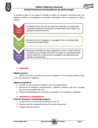 Instituto Politécnico Nacional
                Unidad Profesional Interdisciplinaria de Biotecnología

La prueba se basa en tres etapas en donde se utilizan los antígenos recombinantes y los
péptidos sintéticos inmovilizados como bandas individuales como se muestra en la figura
anterior.


                  • Incubación de las tiras con las muestras y controles: Los anticuerpo
                    específicos se fiajran en las bandas correpondientes de antígeno y/o
   Primera          peptidos sinteticos de la tira
    etapa:



                  • Incubación con el conjugado: El conjugado se fija a la banda de IgG
   Segunda          humana del complejo Ag-Ac.
    etapa

                  • Detección enzimática por agua oxigeanda y 4-cloro 1-naftol: reacción
                    enzimática con un produco de color azul-negro en cada banda donde
   Tercera          fijación especifica a cada uno de los antigenos recombinanates y/o
    etapa           péptidos recombinantes.




    2. OBJETIVOS

Objetivo general:
         Aplicar el kit para la prueba del virus de la hepatitis C a las muestras traídas a clase
y ver si son positivas o negativas.

Objetivos específicos:
    Conocer en que consiste el ensayo en tira inmunoabsorbente.
    Identificar los antígenos recombinantes y péptidos sintéticos que usa la prueba
       para el reconocimiento del virus.
    Aplicar la metodología a las muestras y comprobar si son positivas o negativas.

   3. DESARROLLO EXPERIMENTAL
Antes de comenzar la metodología preparar:
   1. Componentes a temperatura ambiente (15 a 30 °C)
    2. Mezclar reactivos suavemente (evitar formación de espuma)
    3. Preparar solución tampón




Práctica Western Blot                 Laboratorio de Biotecnología Molecular           Pág.27
 