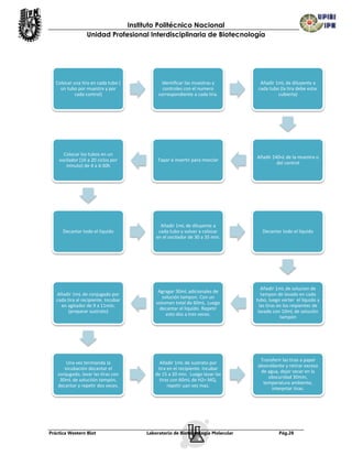 Instituto Politécnico Nacional
                  Unidad Profesional Interdisciplinaria de Biotecnología




   Colocar una tira en cada tubo (          Identificar las muestras y           Añadir 1mL de diluyente a
     un tubo por muestra y por               controles con el numero            cada tubo (la tira debe estar
            cada control)                  correspondiente a cada tira.                  cubierta)




      Colocar los tubos en un
                                                                               Añadir 240чL de la muestra o
    oscilador (16 a 20 ciclos por         Tapar e invertir para mezclar
                                                                                        del control
       minuto) de 4 a 4:30h




                                            Añadir 1mL de diluyente a
      Decantar todo el liquido             cada tubo y volver a colocar           Decantar todo el liquido
                                          en el oscilador de 30 a 35 min.




                                                                                  Añadir 1mL de solucion de
                                           Agragar 30mL adicionales de
   Añadir 1mL de conjugado por                                                    tampon de lavado en cada
                                             solución tampon. Con un
   cada tira al recipiente. Incubar                                            tubo, luego verter el liquido y
                                          volumen total de 60mL. Luego
     en agitador de 9 a 11min.                                                   las tiras en los reipientes de
                                            decantar el liquido. Repetir
         (preparar sustrato)                                                    lavado con 10mL de solución
                                               esto dos a tres veces.
                                                                                            tampón




                                                                                Transferir las tiras a papel
       Una vez termianda la                Añadir 1mL de sustrato por
                                                                               absorebente y retirar exceso
      incubación decantar el              tira en el recipiente. Incubar
                                                                                de agua, dejar secar en la
   conjugado, lavar las tiras con        de 15 a 20 min. Luego lavar las
                                                                                   obscuridad 30min,
    30mL de soluciión tampón,              tiras con 60mL de H2= MQ,
                                                                                 temperatura ambiente,
   decantar y repetir dos veces.               repetir uan vez mas.
                                                                                     interprtar tiras.




Práctica Western Blot                 Laboratorio de Biotecnología Molecular              Pág.28
 