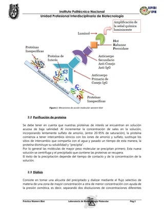 Instituto Politécnico Nacional
                Unidad Profesional Interdisciplinaria de Biotecnología




                        Figura 1. Mecanismo de acción molecular western blot



    2.2 Purificación de proteína

Se debe tener en cuenta que nuestras proteínas de interés se encuentran en solución
acuosa de baja salinidad. Al incrementar la concentración de sales en la solución,
incorporando lentamente sulfato de amonio, (entre 20-95% de saturación), la proteína
comienza a tener intercambios iónicos con los iones de amonio y sulfato, sustituye los
sitios de intercambio que compartía con el agua y pasado un tiempo de esta manera, la
proteína disminuye su solubilidad y “precipita”.
Por lo general las moléculas de mayor peso molecular se precipitan primero. Esta nueva
solución se centrifuga y el precipitado que contiene las proteínas se recupera.
El éxito de la precipitación depende del tiempo de contacto y de la concentración de la
solución.


    2.3 Diálisis

Consiste en tomar una alícuota del precipitado y dializar mediante el flujo selectivo de
materia de una zona de mayor concentración a otra de menor concentración con ayuda de
la presión osmótica, es decir, separando dos disoluciones de concentraciones diferentes



Práctica Western Blot                     Laboratorio de Biotecnología Molecular   Pág.3
 