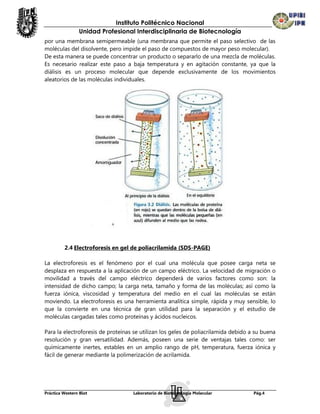 Instituto Politécnico Nacional
                Unidad Profesional Interdisciplinaria de Biotecnología
por una membrana semipermeable (una membrana que permite el paso selectivo de las
moléculas del disolvente, pero impide el paso de compuestos de mayor peso molecular).
De esta manera se puede concentrar un producto o separarlo de una mezcla de moléculas.
Es necesario realizar este paso a baja temperatura y en agitación constante, ya que la
diálisis es un proceso molecular que depende exclusivamente de los movimientos
aleatorios de las moléculas individuales.




         2.4 Electroforesis en gel de poliacrilamida (SDS-PAGE)

La electroforesis es el fenómeno por el cual una molécula que posee carga neta se
desplaza en respuesta a la aplicación de un campo eléctrico. La velocidad de migración o
movilidad a través del campo eléctrico dependerá de varios factores como son: la
intensidad de dicho campo; la carga neta, tamaño y forma de las moléculas; así como la
fuerza iónica, viscosidad y temperatura del medio en el cual las moléculas se están
moviendo. La electroforesis es una herramienta analítica simple, rápida y muy sensible, lo
que la convierte en una técnica de gran utilidad para la separación y el estudio de
moléculas cargadas tales como proteínas y ácidos nucleicos.

Para la electroforesis de proteínas se utilizan los geles de poliacrilamida debido a su buena
resolución y gran versatilidad. Además, poseen una serie de ventajas tales como: ser
químicamente inertes, estables en un amplio rango de pH, temperatura, fuerza iónica y
fácil de generar mediante la polimerización de acrilamida.




Práctica Western Blot              Laboratorio de Biotecnología Molecular           Pág.4
 