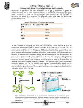 Instituto Politécnico Nacional
                  Unidad Profesional Interdisciplinaria de Biotecnología
representa el porcentaje de este monómero en el gel y determina el grado de
entrecruzamiento. Por lo tanto incrementando %T el tamaño de poro decrece (los geles
con %T inferiores a 2.5-3.0% son casi líquidos y los geles con un %T del 30% presentan un
reticulado tan denso que moléculas tan pequeñas como 2000-3000 Da difícilmente
pueden atravesarlos).

                           Tabla 1. Relación del %T con los kDa de proteína.
                    Concentración              de      acrilamida kDA
                    (%T)
                    3-5                                                    >100
                    5-12                                                   20-150
                    10-15                                                  10-80
                    >15                                                    <15



La electroforesis de proteínas en geles de poliacrilamida puede llevarse a cabo en
condiciones nativas (ND-PAGE) o desnaturalizantes (SDS-PAGE). En el caso del SDS- las
proteínas se solubilizan en un detergente (SDS), desnaturalizándolas y cargándolas con
carga negativa a lo largo de la cadena polipetídica (una molécula de SDS por cada dos
residuos de aminoácidos) (figura 4). Debido a que la cantidad de SDS que se une a las
proteínas es prácticamente proporcional a su tamaño, los complejos SDS-proteínas
presentan un valor carga/masa constante y por lo tanto se separan de acuerdo a su
tamaño cuando migran desde el cátodo al ánodo a una velocidad relacionada con su peso
molecular. Además del SDS, se emplean otros agentes desnaturalizantes como son un
agente reductor, generalmente el 2-mercaptoetanol que reduce los puentes disulfuro (Cys-
S-S-Cys) a grupos tioles (Cys-SH).




       Figura 4. Electroforesis desnaturalizante en gel de poliacrilamida. El tratamiento de las muestras con agentes
       desnaturalizantes provoca la desnaturalización de las proteínas, pérdida de la estructura secundaria y la disociación de las
       subunidades. Las proteínas quedan cargadas negativamente y migran del polo negativo al positivo durante la
       electroforesis.

Práctica Western Blot                              Laboratorio de Biotecnología Molecular                                  Pág.6
 
