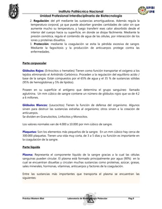 Instituto Politécnico Nacional
                Unidad Profesional Interdisciplinaria de Biotecnología
       2. Regulación: del pH mediante las sustancias amortiguadoras. Además regula la
        temperatura corporal, ya que puede absorber grandes cantidades de calor sin que
        aumente mucho su temperatura, y luego transferir eses calor absorbido desde el
        interior del cuerpo hacia su superficie, en donde se disipa fácilmente. Mediante la
        presión osmótica, regula el contenido de agua de las células, por interacción de los
        iones y proteínas disueltos.
       3. Protección: mediante la coagulación se evita la pérdida excesiva de sangre.
        Mediante la fagocitosis y la producción de anticuerpos protege contra las
        enfermedades.


Parte corpuscular

Glóbulos Rojos: (Eritrocitos o hematíes) Tienen como función transportar el oxígeno a los
tejidos eliminando el Anhídrido Carbónico. Proceden a la regulación del equilibrio acido /
base de la sangre. Están compuestos por el 65% de agua y el 35 % de sustancias sólidas
(95% de hemoglobinas y 5% de lípidos).

Poseen en su superficie el antígeno que determina el grupo sanguíneo llamado
aglutinina. Un mm cúbico de sangre contiene un número de glóbulos rojos que va de 4.2
a 6 millones.

Glóbulos Blancos: (Leucocitos) Tienen la función de defensa del organismo. Algunos
sirven para destruir las sustancias extrañas al organismo; otros sirven a la creación de
anticuerpos.
Se dividen en Granulocitos, Linfocitos y Monocitos.

Los valores normales van de 4.000 a 10.000 por mm cúbico de sangre.

Plaquetas: Son los elementos más pequeños de la sangre. En un mm cúbico hay cerca de
300.000 plaquetas. Tienen una vida muy corta, de 3 a 5 días y su función es importante en
la coagulación de la sangre.

Parte líquida

Plasma: Representa el componente líquido de la sangre gracias a la cual las células
sanguinas pueden circular. El plasma está formado principalmente por agua (90%) en la
cual se encuentran disueltas y circulan muchas sustancias como proteínas, azúcar, grasas,
sales minerales, hormonas, vitaminas, anticuerpos y factores de la coagulación.

Entre las sustancias más importantes que transporta el plasma se encuentran las
siguientes:




Práctica Western Blot               Laboratorio de Biotecnología Molecular         Pág.9
 