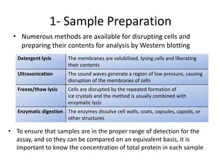 1- Sample Preparation
• Numerous methods are available for disrupting cells and
preparing their contents for analysis by Western blotting
Detergent lysis The membranes are solubilized, lysing cells and liberating
their contents
Ultrasonication The sound waves generate a region of low pressure, causing
disruption of the membranes of cells
Freeze/thaw lysis Cells are disrupted by the repeated formation of
ice crystals and the method is usually combined with
enzymatic lysis
Enzymatic digestion The enzymes dissolve cell walls, coats, capsules, capsids, or
other structures
• To ensure that samples are in the proper range of detection for the
assay, and so they can be compared on an equivalent basis, it is
important to know the concentration of total protein in each sample
 