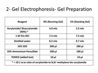2- Gel Electrophoresis- Gel Preparation
Reagent 8% (Running Gel) 5% (Stacking Gel)
Acrylamide/ Bisacrylamide
(40%) *
4.0 mls 2.5 mls
1 M Tris-HCl 7.5 mls 7.5 mls
Distilled water 8.2 mls 9.7 mls
10% SDS 200 µl 200 µl
10% Ammonium Persulfate 100 µl 100 µl
TEMED (added last) 10 µl 10 µl
* = 19:1 w:w ratio of acrylamide to N,N'-methylene bis-acrylamide
 