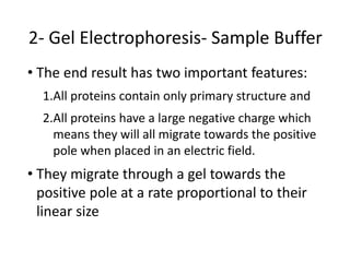 2- Gel Electrophoresis- Sample Buffer
• The end result has two important features:
1.All proteins contain only primary structure and
2.All proteins have a large negative charge which
means they will all migrate towards the positive
pole when placed in an electric field.
• They migrate through a gel towards the
positive pole at a rate proportional to their
linear size
 
