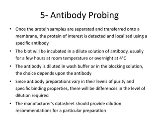 5- Antibody Probing
• Once the protein samples are separated and transferred onto a
membrane, the protein of interest is detected and localized using a
specific antibody
• The blot will be incubated in a dilute solution of antibody, usually
for a few hours at room temperature or overnight at 4°C
• The antibody is diluted in wash buffer or in the blocking solution,
the choice depends upon the antibody
• Since antibody preparations vary in their levels of purity and
specific binding properties, there will be differences in the level of
dilution required
• The manufacturer’s datasheet should provide dilution
recommendations for a particular preparation
 
