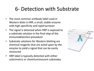 6- Detection with Substrate
• The most common antibody label used in
Western blots is HRP, a small, stable enzyme
with high specificity and rapid turnover
• The signal is detected when HRP is exposed to
a substrate solution in the final step of the
immunodetection procedure
• Substrate solutions for Western blotting are
chemical reagents that are acted upon by the
enzyme to yield a signal that can be easily
measured
• HRP label is typically detected with either
colorimetric or chemiluminescent substrates
 