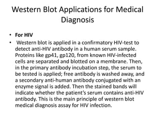 Western Blot Applications for Medical
Diagnosis
• For HIV
• Western blot is applied in a confirmatory HIV-test to
detect anti-HIV antibody in a human serum sample.
Proteins like gp41, gp120, from known HIV-infected
cells are separated and blotted on a membrane. Then,
in the primary antibody incubation step, the serum to
be tested is applied; free antibody is washed away, and
a secondary anti-human antibody conjugated with an
enzyme signal is added. Then the stained bands will
indicate whether the patient’s serum contains anti-HIV
antibody. This is the main principle of western blot
medical diagnosis assay for HIV infection.
 