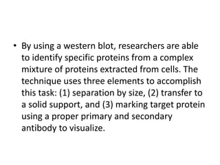 • By using a western blot, researchers are able
to identify specific proteins from a complex
mixture of proteins extracted from cells. The
technique uses three elements to accomplish
this task: (1) separation by size, (2) transfer to
a solid support, and (3) marking target protein
using a proper primary and secondary
antibody to visualize.
 