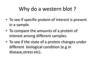 Why do a western blot ?
• To see if specific protein of interest is present
in a sample.
• To compare the amounts of a protein of
interest among different samples.
• To see if the state of a protein changes under
different biological condition (e.g in
disease,stress etc).
 