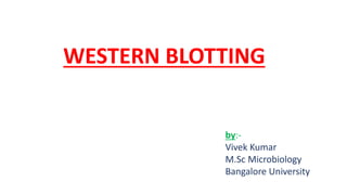 WESTERN BLOTTING
by:-
Vivek Kumar
M.Sc Microbiology
Bangalore University
 