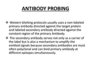 ANTIBODY PROBING
 Western blotting protocols usually uses a non-labeled
primary antibody directed against the target protein
and labeled secondary antibody directed against the
constant region of the primary Antibody.
 The secondary antibody serves not only as a carrier of
the label but is also a mechanism to amplify the
emitted signals because secondary antibodies are most
often polyclonal and can bind primary antibody at
different epitopes simultaneously.
 