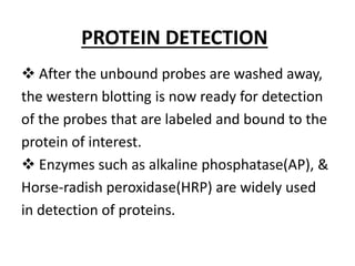 PROTEIN DETECTION
 After the unbound probes are washed away,
the western blotting is now ready for detection
of the probes that are labeled and bound to the
protein of interest.
 Enzymes such as alkaline phosphatase(AP), &
Horse-radish peroxidase(HRP) are widely used
in detection of proteins.
 