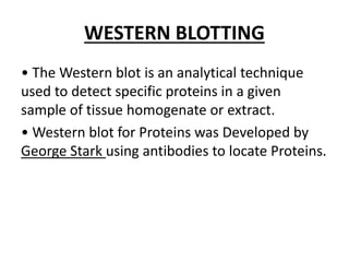 WESTERN BLOTTING
• The Western blot is an analytical technique
used to detect specific proteins in a given
sample of tissue homogenate or extract.
• Western blot for Proteins was Developed by
George Stark using antibodies to locate Proteins.
 