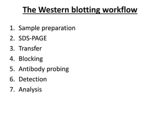 The Western blotting workflow
1. Sample preparation
2. SDS-PAGE
3. Transfer
4. Blocking
5. Antibody probing
6. Detection
7. Analysis
 