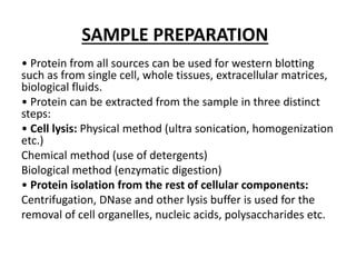SAMPLE PREPARATION
• Protein from all sources can be used for western blotting
such as from single cell, whole tissues, extracellular matrices,
biological fluids.
• Protein can be extracted from the sample in three distinct
steps:
• Cell lysis: Physical method (ultra sonication, homogenization
etc.)
Chemical method (use of detergents)
Biological method (enzymatic digestion)
• Protein isolation from the rest of cellular components:
Centrifugation, DNase and other lysis buffer is used for the
removal of cell organelles, nucleic acids, polysaccharides etc.
 