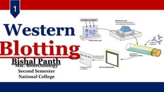 Bishal Panth
Msc. Biotechnology
Second Semester
National College
1
Blotting
Western
 