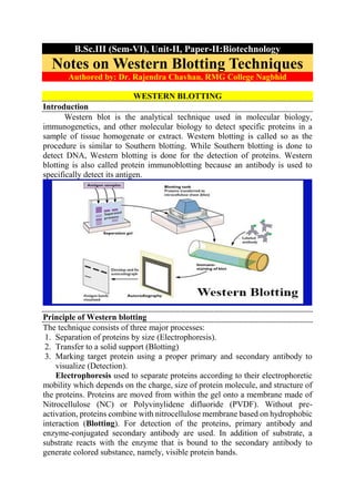 B.Sc.III (Sem-VI), Unit-II, Paper-II:Biotechnology
Notes on Western Blotting Techniques
Authored by: Dr. Rajendra Chavhan, RMG College Nagbhid
WESTERN BLOTTING
Introduction
Western blot is the analytical technique used in molecular biology,
immunogenetics, and other molecular biology to detect specific proteins in a
sample of tissue homogenate or extract. Western blotting is called so as the
procedure is similar to Southern blotting. While Southern blotting is done to
detect DNA, Western blotting is done for the detection of proteins. Western
blotting is also called protein immunoblotting because an antibody is used to
specifically detect its antigen.
Principle of Western blotting
The technique consists of three major processes:
1. Separation of proteins by size (Electrophoresis).
2. Transfer to a solid support (Blotting)
3. Marking target protein using a proper primary and secondary antibody to
visualize (Detection).
Electrophoresis used to separate proteins according to their electrophoretic
mobility which depends on the charge, size of protein molecule, and structure of
the proteins. Proteins are moved from within the gel onto a membrane made of
Nitrocellulose (NC) or Polyvinylidene difluoride (PVDF). Without pre-
activation, proteins combine with nitrocellulose membrane based on hydrophobic
interaction (Blotting). For detection of the proteins, primary antibody and
enzyme-conjugated secondary antibody are used. In addition of substrate, a
substrate reacts with the enzyme that is bound to the secondary antibody to
generate colored substance, namely, visible protein bands.
 