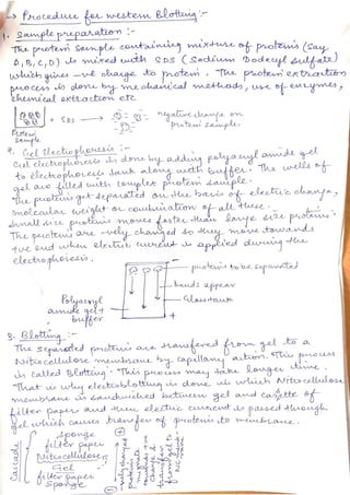 western blotting.pdf