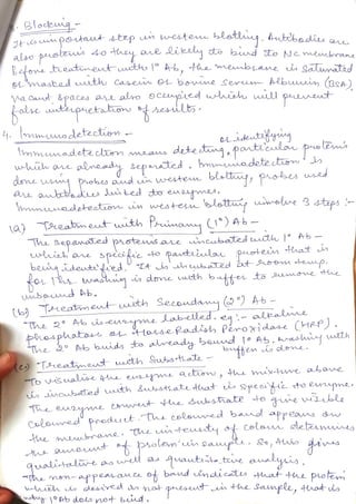 western blotting.pdf