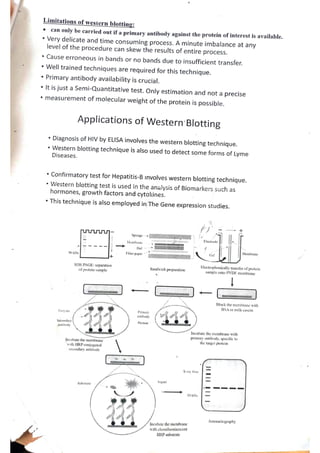 western blotting.pdf