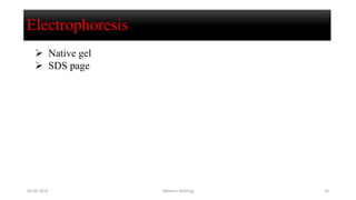 Electrophoresis
 Native gel
 SDS page
02-05-2019 Western Blotting 10
 