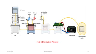 02-05-2019 Western Blotting 12
Fig: SDS PAGE Process
 