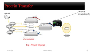 Protein Transfer
Order of
protein transfer
02-05-2019 Western Blotting 13
Fig : Protein Transfer
 