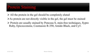 Protein Staining
 All the protein in the gel should be completely eluted
As protein are not directly visible in the gel, the gel must be stained
 Protein are usually stained by Ponceau S, stain-free techniques, Sypro
Ruby, Epicocconone, Coomassie R-350, Amido Black, and Cy5.
02-05-2019 Western Blotting 14
 