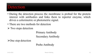 Detection
• During the detection process the membrane is probed for the protein
interest with antibodies and links them to reporter enzyme, which
drives a colorimetric or photometric signal.
• There are two methods for detection
 Two steps detection
Primary Antibody
Secondary Antibody
One step detection
Probe Antibody
02-05-2019 Western Blotting 16
 