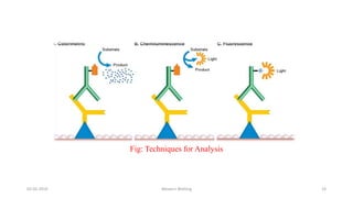 02-05-2019 Western Blotting 19
Fig: Techniques for Analysis
 