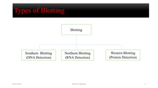 Types of Blotting
Blotting
Southern Blotting
(DNA Detection)
Northern Blotting
(RNA Detection)
Western Blotting
(Protein Detection)
02-05-2019 Western Blotting 5
 