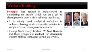 Western Blotting
Principle: The method is characterized by
transferring the protein which run on a gel by
electrophoresis on to a nitro cellulose membrane.
• It is widely used analytical technique in
molecular biology to detect specific proteins in a
sample of tissue homogenate or extracts.
• George Stark ,Harry Towbin , W. Neal Burnette
and there groups are credited for developing
western blotting techniques during late 1970s .
02-05-2019 Western Blotting 6
 
