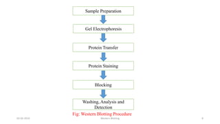 Sample Preparation
Gel Electrophoresis
Protein Transfer
Protein Staining
Blocking
Washing, Analysis and
Detection
02-05-2019 Western Blotting 8
Fig: Western Blotting Procedure
 