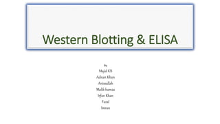 Western Blotting & ELISA
By
Majid KB
Adnan Khan
Anissullah
Malik hamza
Irfan Khan
Fazal
Imran
 