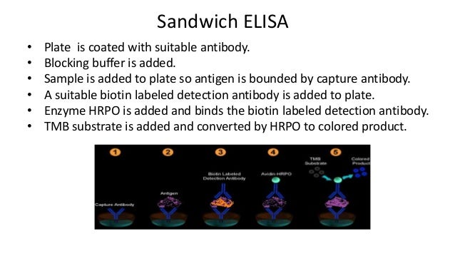 positive elisa negative western blot positive elisa negative western blot